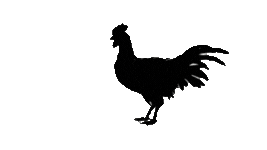 Poulet qui picore